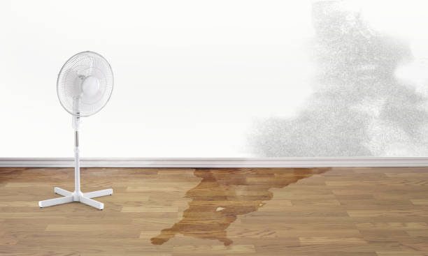 Best Carpet water damage restoration  in Rice Lake, WI
